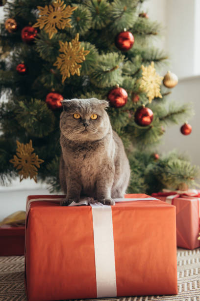 istock grey scottish fold cat sitting on gift box near christmas tree 1044927674