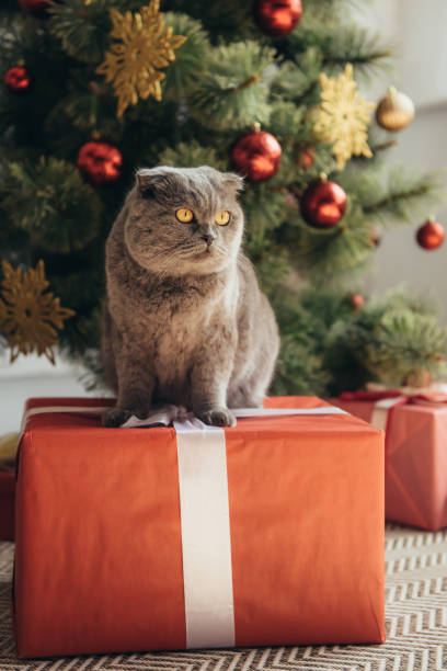 istock cute fluffy scottish fold cat sitting on present near christmas tree 1044927686