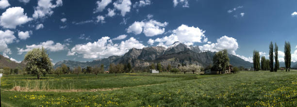 istock Poplars in Spring in the Swiss Rhine valley 1044929000