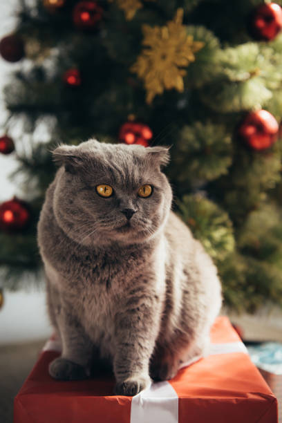 istock grey furry scottish fold cat sitting on gift box near christmas tree 1044929344