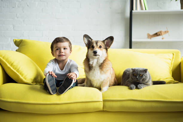 웨일즈 어 corgi 강아지와 스코틀랜드 폴드 고양이 노란색 소파에 앉아 보 - child domestic cat little boys pets 뉴스 사진 이미지