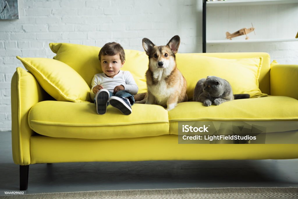 adorable kid with dog and cat sitting on yellow sofa at home Dog Stock Photo
