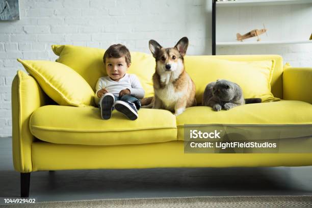Adorable Kid With Dog And Cat Sitting On Yellow Sofa At Home Stock Photo - Download Image Now