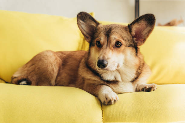 istock cute welsh corgi dog lying on yellow sofa 1044929468
