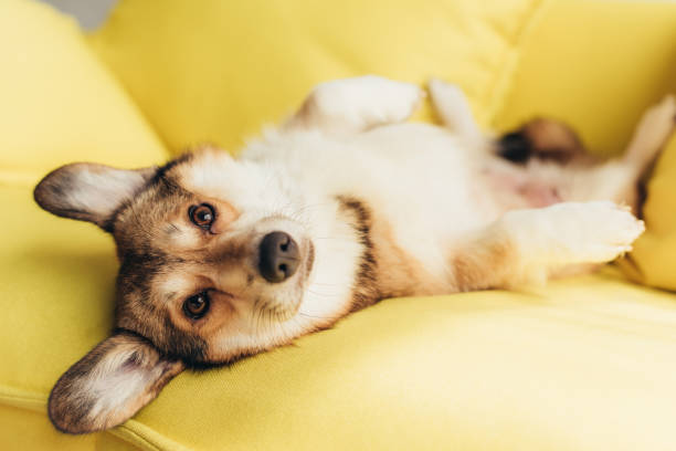 istock friendly welsh corgi dog lying on yellow sofa 1044929478