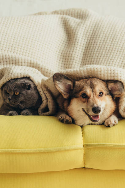 istock scottish fold cat and welsh corgi dog lying under blanket on sofa 1044929486