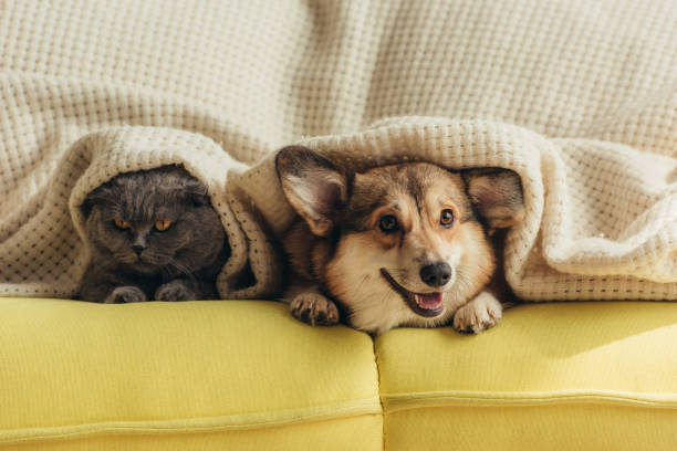 istock cat and dog lying under plaid on sofa 1044929518