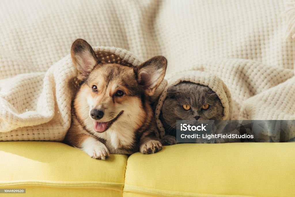 animaux drôles se trouvant sous couverture sur le canapé - Photo de Chien libre de droits