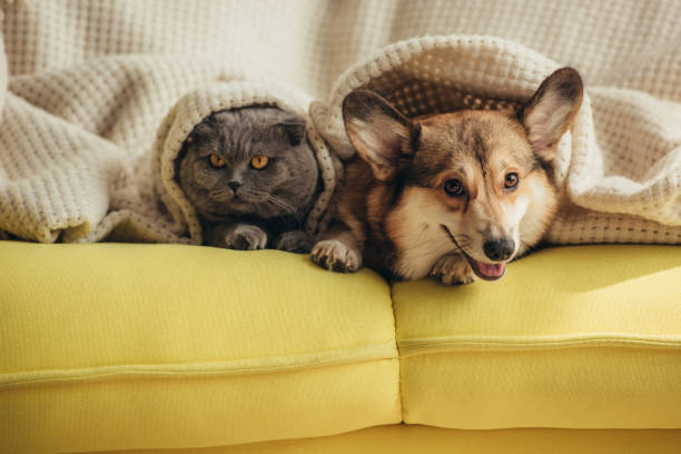 istock cat and dog lying together under blanket on sofa 1044929530