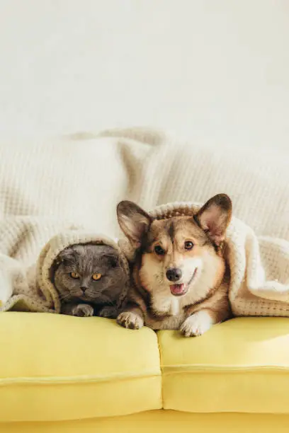 Photo of cute welsh corgi dog and cat lying under blanket on sofa