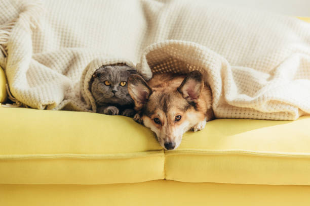 istock scottish fold cat and welsh corgi dog lying under blanket together on sofa 1044929536