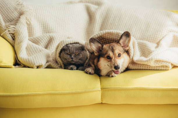 istock cute scottish fold cat and welsh corgi dog lying under blanket on sofa 1044929540
