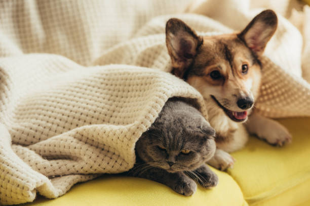 istock funny scottish fold cat and welsh corgi dog lying under blanket on sofa 1044929550