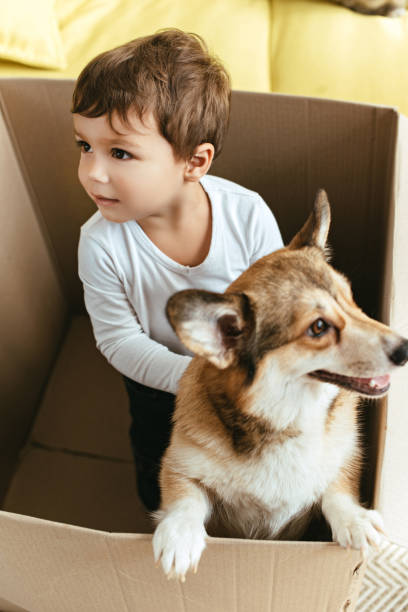 istock little child playing with welsh corgi dog in cardboard box 1044929552