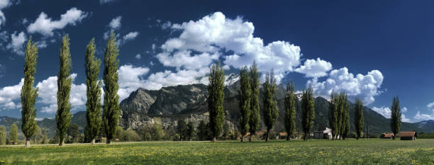 istock Poplars in Spring in the Swiss Rhine valley 1044929696