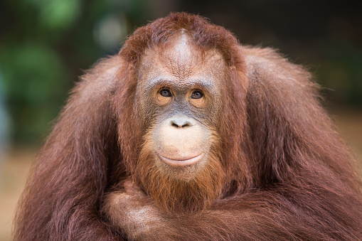 Portrait smiling Orangutans sit for the photographer take a picture.