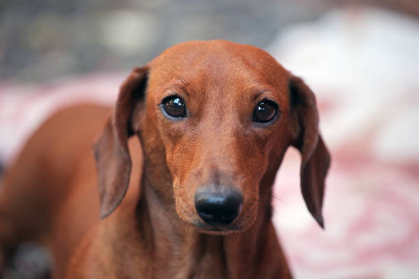 istock Dachshund dog autumn garden 1044934304