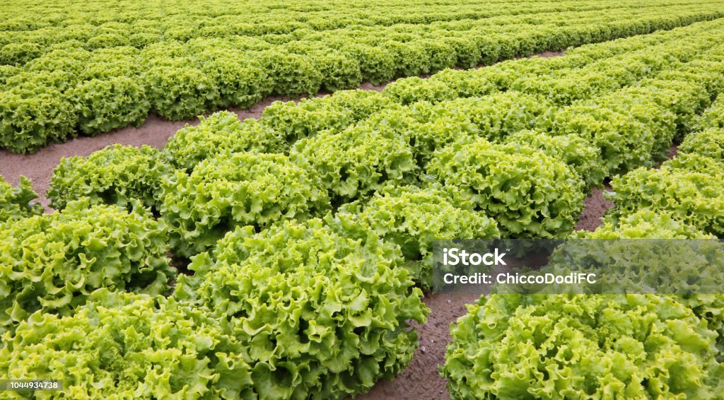 molte teste di lattuga fresca nei campi coltivati in pianura - Foto stock royalty-free di Lattuga