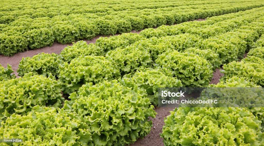 many heads of fresh lettuce in the cultivated fields in plain many heads of fresh lettuce in the cultivated fields in plain with sandy soil Lettuce Stock Photo