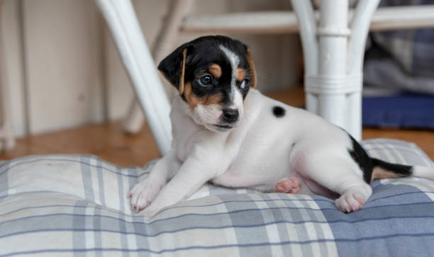 istock Cute dog jpuppy 1044934886