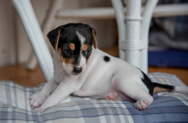 istock Cute dog puppy 1044938676