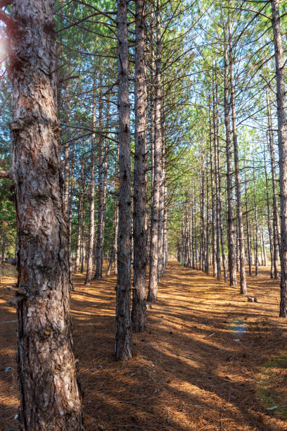 istock Even rows of pines in the forest 1044940210
