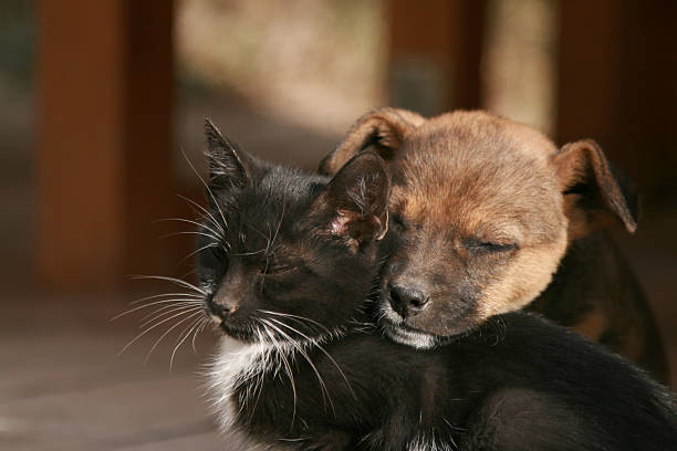 small brown puppy and a black and white kitten cuddling  - başıboş hayvan stok fotoğraflar ve resimler