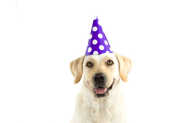 CUTE DOG CELEBRATING A BIRTHDAY PARTY,  LOOKING AT CAMERA, WEARING A PURPLE POLKA DOT HAT. ISOLATED AGAINST WHITE BACKGROUND. COPY SPACE. CUTE DOG CELEBRATING A BIRTHDAY PARTY,  LOOKING AT CAMERA, WEARING A PURPLE POLKA DOT HAT. ISOLATED AGAINST WHITE BACKGROUND. COPY SPACE. spanish mastiff puppies stock pictures, royalty-free photos & images