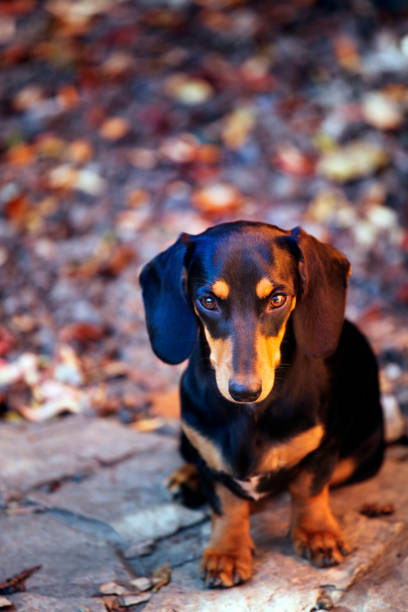 istock Dachshund dog autumn garden 1044946352