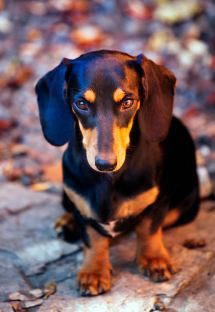 istock Dachshund dog autumn garden 1044946362