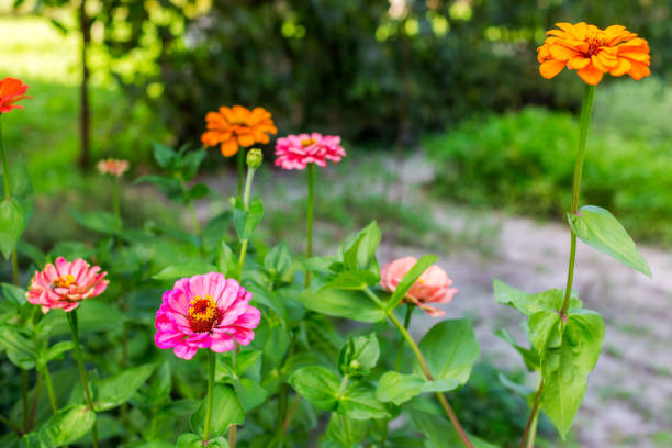 Multicolored zinnia flowers in the garden. Selective focus