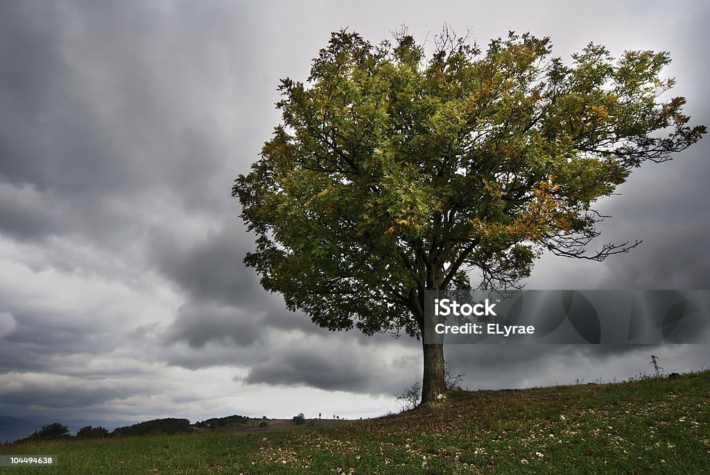 A huge tree stands alone, as storm clouds approach Landscape with lonely tree and dark stormy sky Agricultural Field Stock Photo