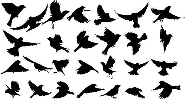 illustrations, cliparts, dessins animés et icônes de moineau silhouette - oiseaux