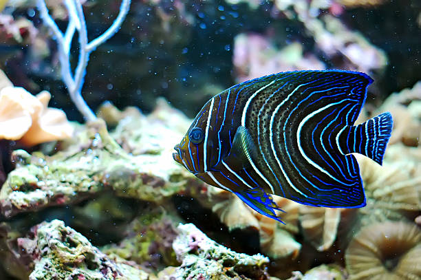 peixe - beauty in nature coral angelfish fish - fotografias e filmes do acervo