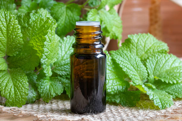 istock A bottle of melissa essential oil with fresh melissa 1044949732