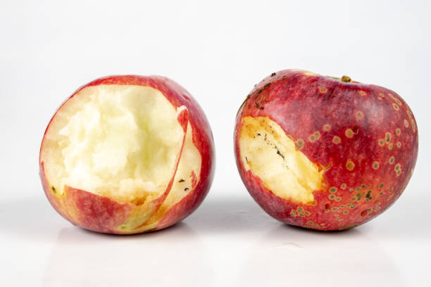 istock Nibbled apple on a white kitchen table. Fruit brought straight from the garden. White background. 1044950240