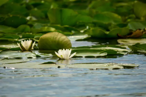 White water lily, Danube delta Romania
