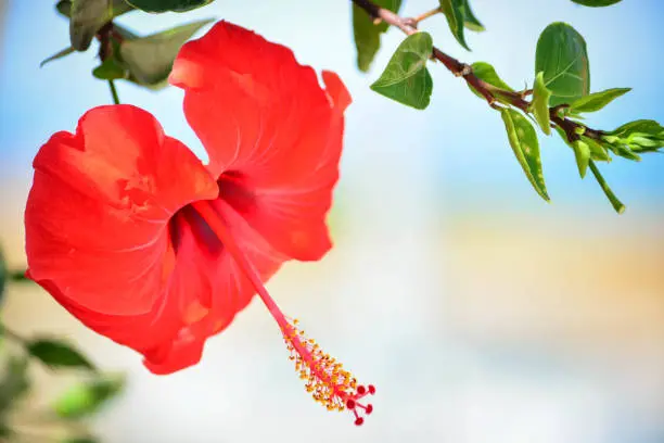 Beautiful red Hibiscus flower over blue sky