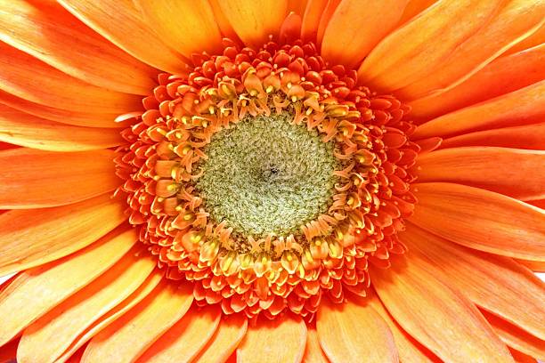 istock Beautiful gerbera flower close up 104495627