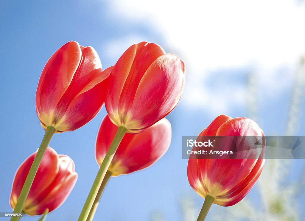 Tulipes rouges et bleu ciel - Photo de Arbre en fleurs libre de droits