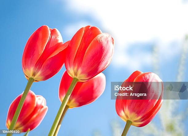 Photo libre de droit de Tulipes Rouges Et Bleu Ciel banque d'images et plus d'images libres de droit de Arbre en fleurs - Arbre en fleurs, Beauté de la nature, Bleu