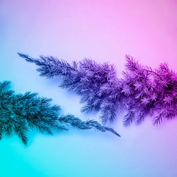 Fir Branch In Pastel Neon Colors Flat Lay Minimal Style Copy Space Winter Decor Concept Of New Year Christmas Holidays