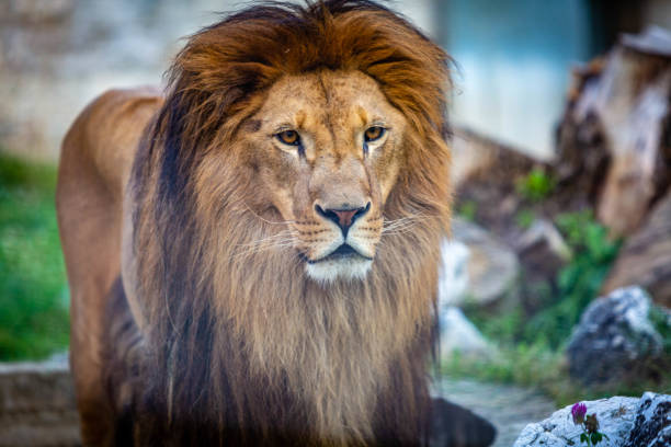 istock Lion at the Zoo 1044967634