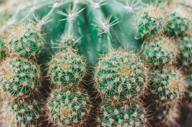 istock close up of cactus 1044968456