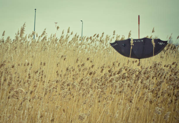 an umbrella on the yellow field