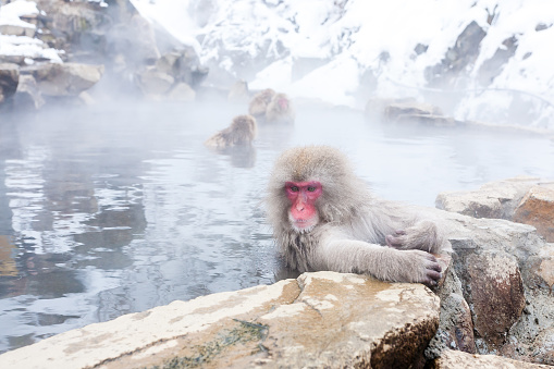 Cute japanese snow monkeys sitting in a hot spring. Nagano Prefecture, Japan.