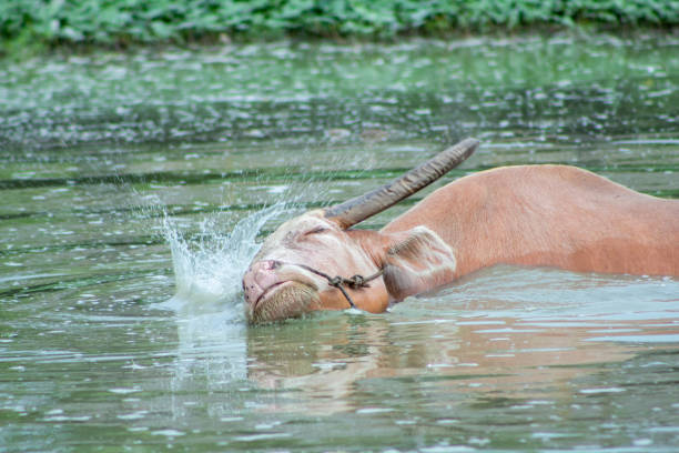 Buffalo resting in the pond.