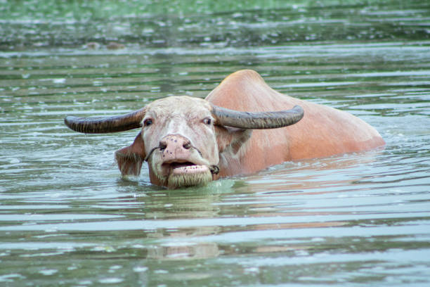 istock buffalo in the pond 1044971660