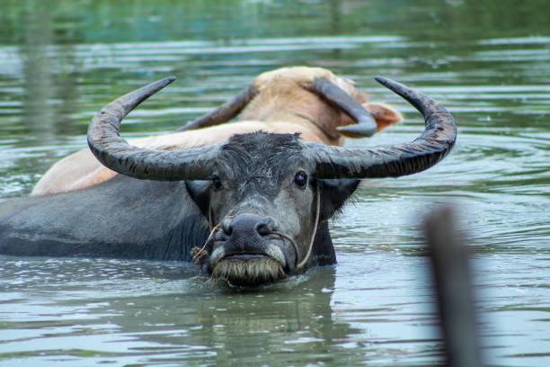 istock buffalo in the pond 1044971962