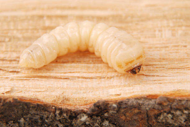 istock Larva bark beetle (Scolytinae). Larva of Bark beetles legless 1044972312